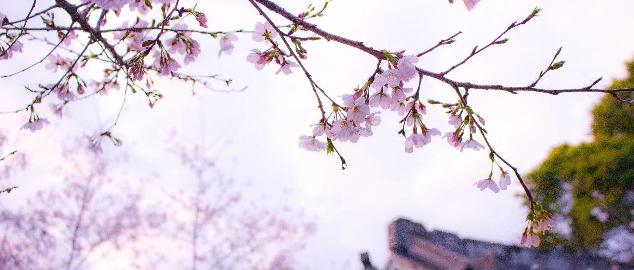 &ldquo;櫻花&rdquo;綻放，美景相隨！